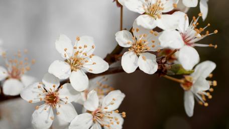 Blooming White Blossoms in Spring Sunshine wallpaper