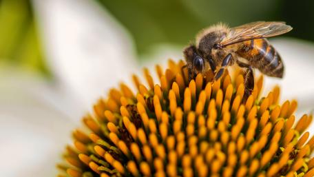 honey bee wallpaper