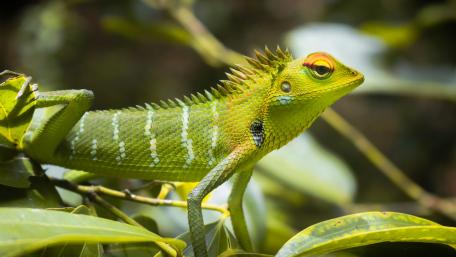 green lizard wallpaper