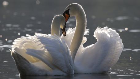 Elegant Swans Embracing in Serenity wallpaper