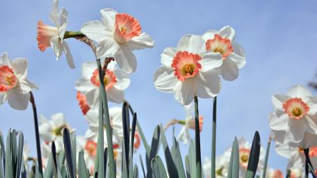 Radiant Daffodils in Spring Sunshine wallpaper