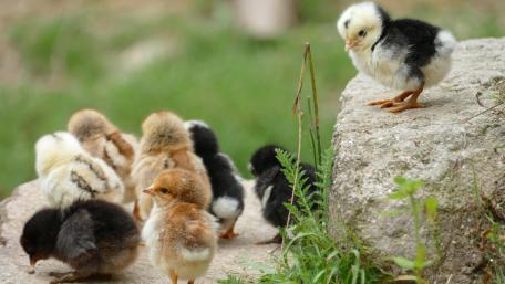 Charming Chicks in the Meadow wallpaper