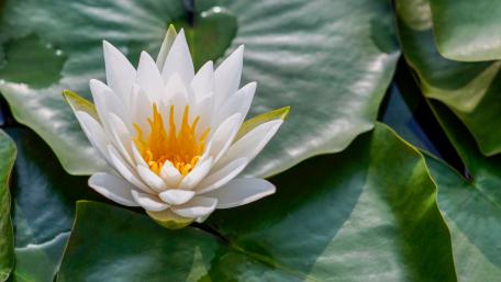 Serenity of a Lotus Blossom in Bloom wallpaper