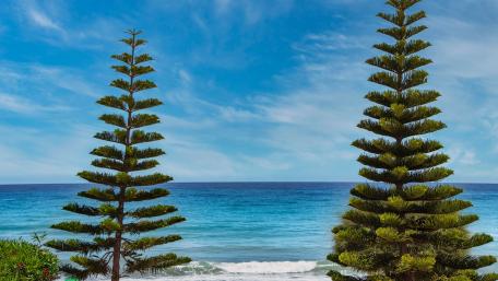 Serene Beach View with Tropical Trees wallpaper
