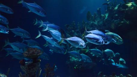 Ocean Symphony of Blue Fish wallpaper
