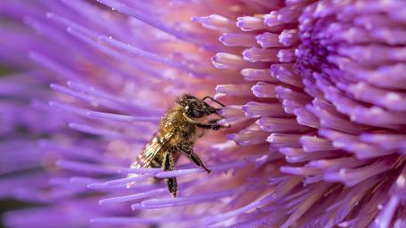 Bees and Blossoms in Macro Wonderland wallpaper