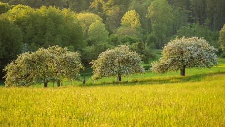 Spring meadow wallpaper
