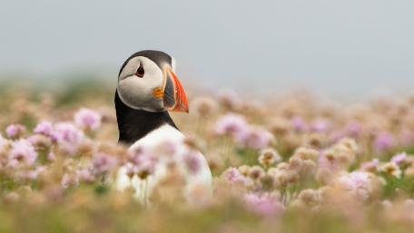 Puffin wallpaper
