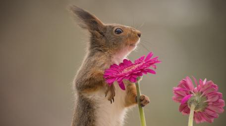 Squirrel wallpaper