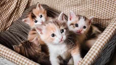 Adorable Basket of Kittens wallpaper