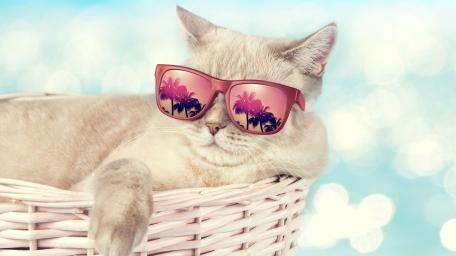Chill Vibes with a Stylish Cat wallpaper