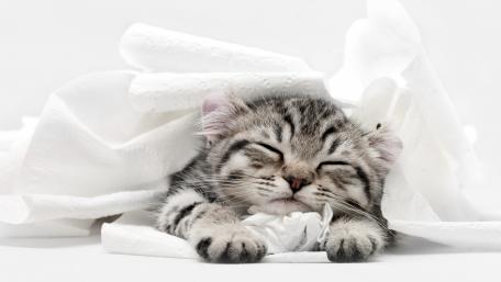 Adorable Kitten Sleeping on Toilet Paper wallpaper