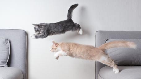 Jumping Cats in Action Wallpaper Showcase wallpaper