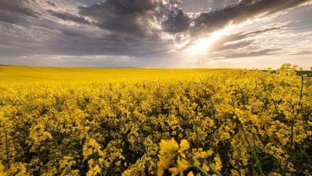 Rapeseed wallpaper
