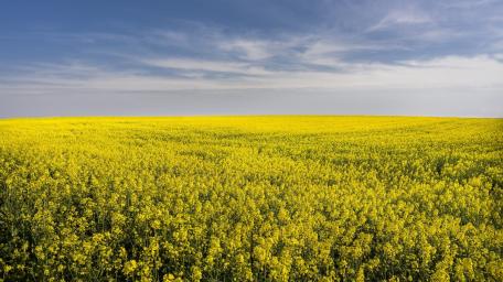 Rapeseed wallpaper