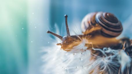 Snail on a dandelion wallpaper