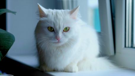 Serene White Cat by the Window wallpaper