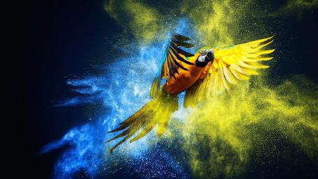 Vibrant Burst of Colorful Macaw Wings wallpaper