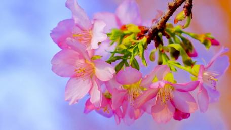 Delicate Cherry Blossoms in Spring Light wallpaper