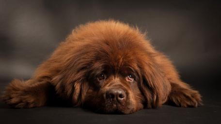 Fluffy Dog Relaxing in Style wallpaper