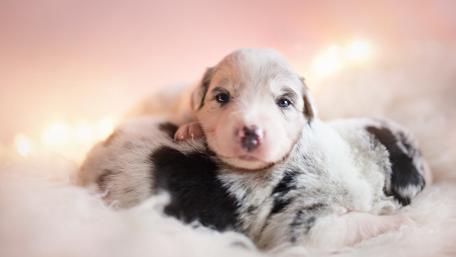 Adorable Puppies Snuggling Together wallpaper