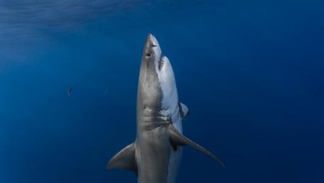 Majestic Great White Shark in Crystal Clear Waters wallpaper