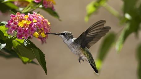 Majestic Hummingbird Hovering Near Colorful Blooms wallpaper