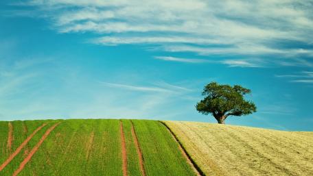 Serenity of a Lonely Tree in a Vibrant Field wallpaper