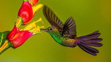 Vibrant Hummingbird in Nature's Embrace wallpaper