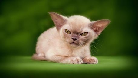 Evil cat wallpaper