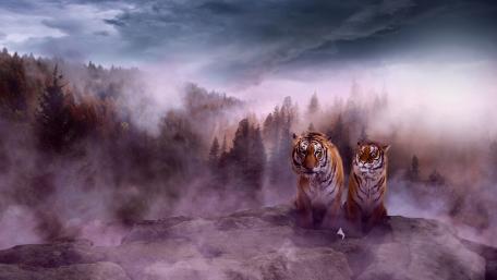 Majestic Tigers in Enigmatic Foggy Landscape wallpaper