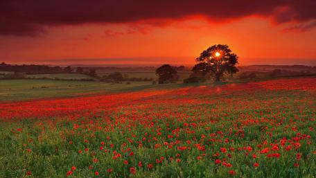 Vibrant Poppy Field at Dusk wallpaper