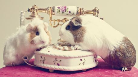 Charming Guinea Pigs by Vintage Phone wallpaper