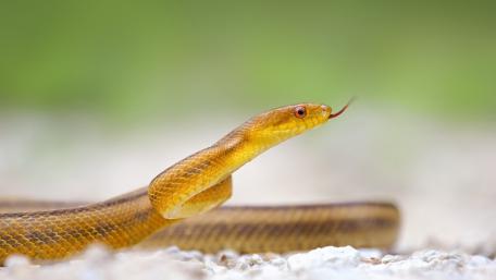 Golden Serpent in Nature's Embrace wallpaper