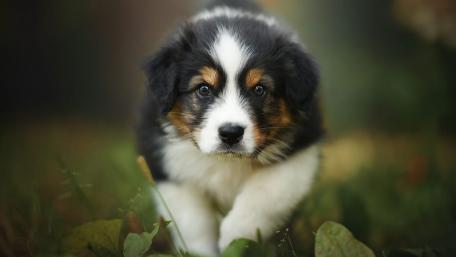 Charming Australian Shepherd Puppy on the Move wallpaper