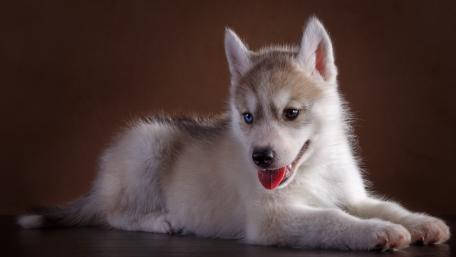 Siberian husky puppy wallpaper