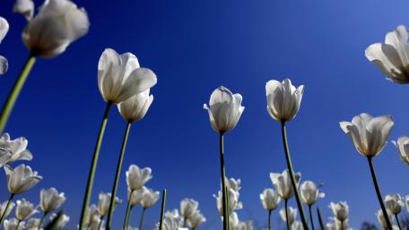 Elegant White Tulips Under a Bright Blue Sky wallpaper