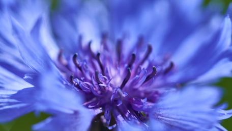 Vibrant Blue Flower Close-Up Wallpaper wallpaper