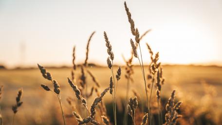 Golden Fields at Dusk wallpaper