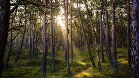 Serene Forest with Sunlight Waves Filtering Through Trees wallpaper