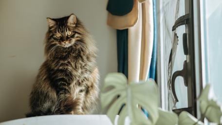Fluffy Cat Relaxing by the Window wallpaper