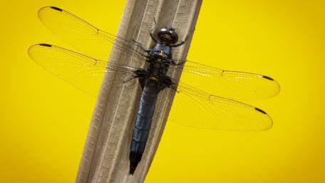 Stunning Dragonfly on Leaf Wallpaper wallpaper