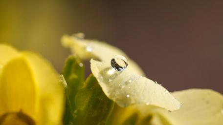Nature's Beauty Captured in Dewdrops wallpaper