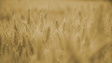 Golden Fields of Wheat Dance in the Breeze wallpaper