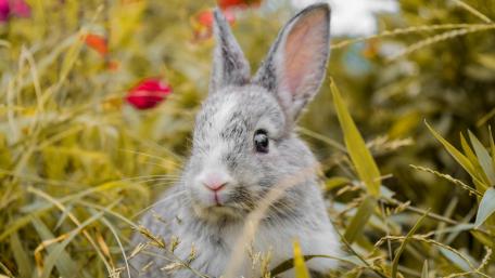 Gentle Rabbit Among Vibrant Blooms wallpaper