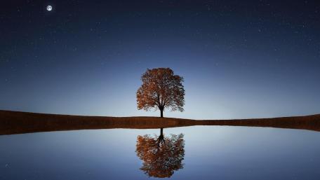 Lonely Tree Under a Starry Sky wallpaper
