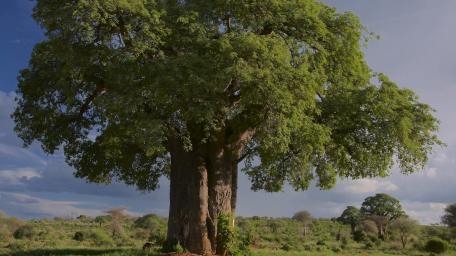 Majestic Tree Against a Stunning Sky wallpaper