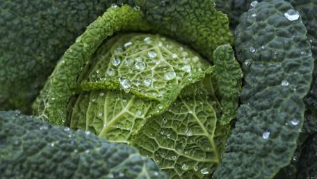 Savoy cabbage wallpaper