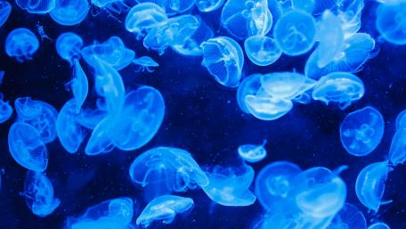 Mesmerizing Underwater Dance of Blue Jellyfish wallpaper