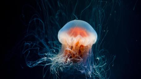 jellyfish wallpaper